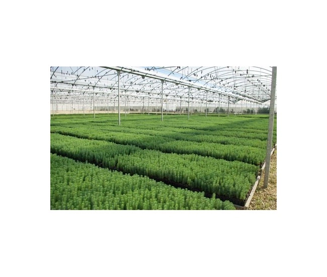 Contenido e-learning MF1480_2 Cultivo de Plantas y Tepes en Vivero 